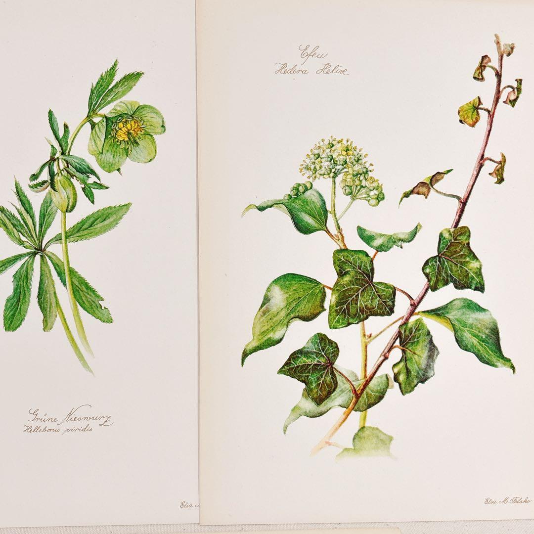 ⑩ 美しい植物画 プレート15枚 1952年 Elsa Felsko