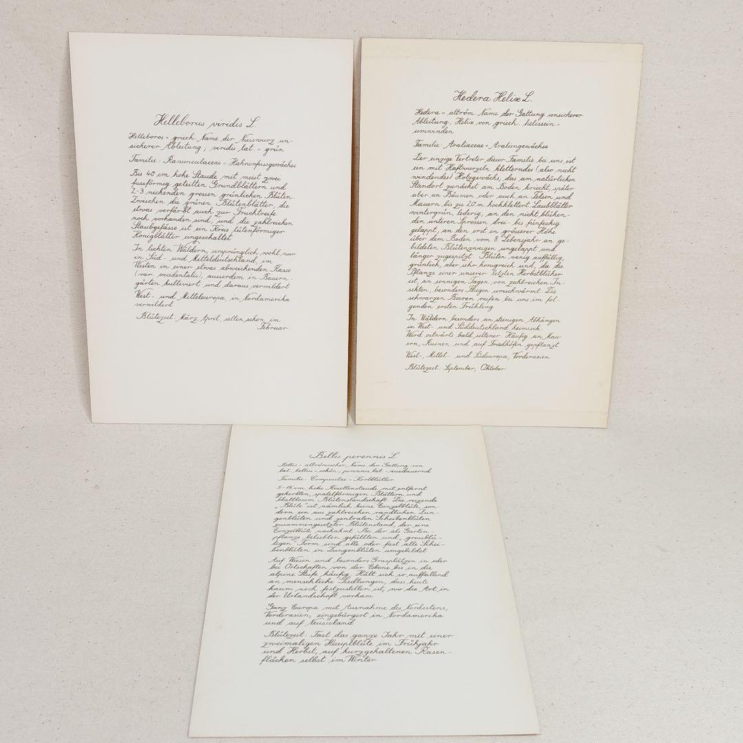 ⑩ 美しい植物画 プレート15枚 1952年 Elsa Felsko