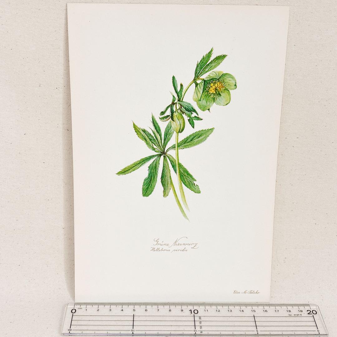 ⑩ 美しい植物画 プレート15枚 1952年 Elsa Felsko