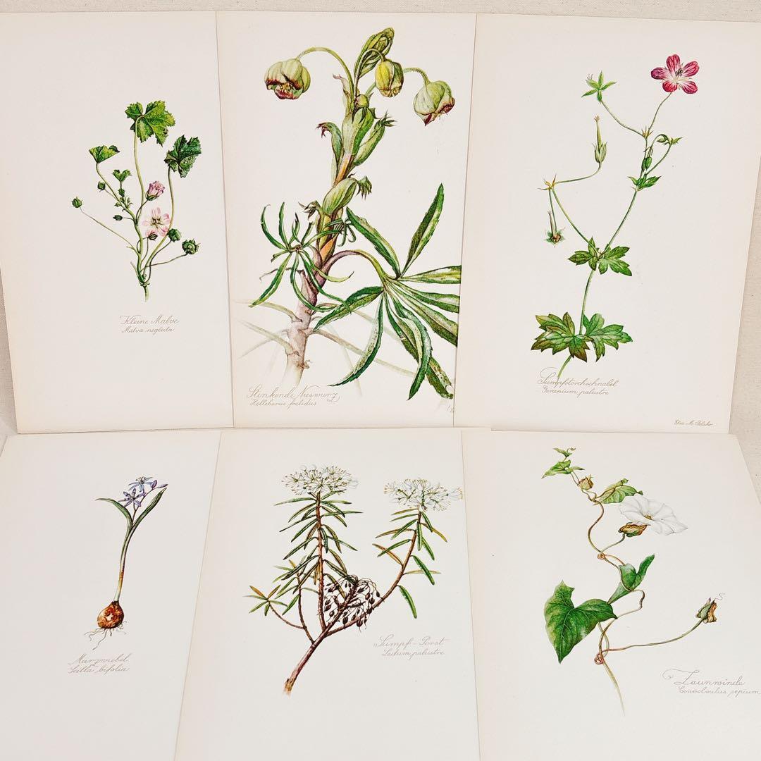 ⑩ 美しい植物画 プレート15枚 1952年 Elsa Felsko
