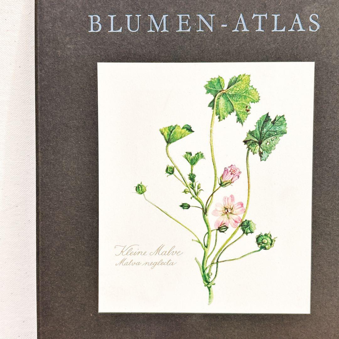 ⑩ 美しい植物画 プレート15枚 1952年 Elsa Felsko