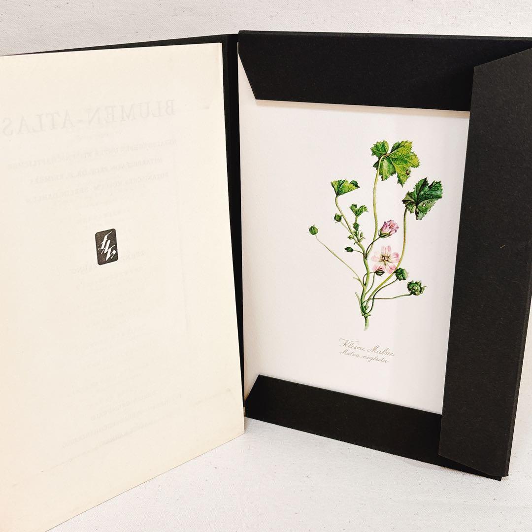 ⑩ 美しい植物画 プレート15枚 1952年 Elsa Felsko