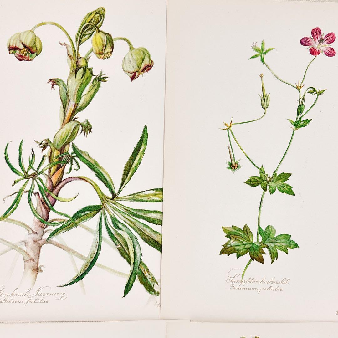 ⑩ 美しい植物画 プレート15枚 1952年 Elsa Felsko