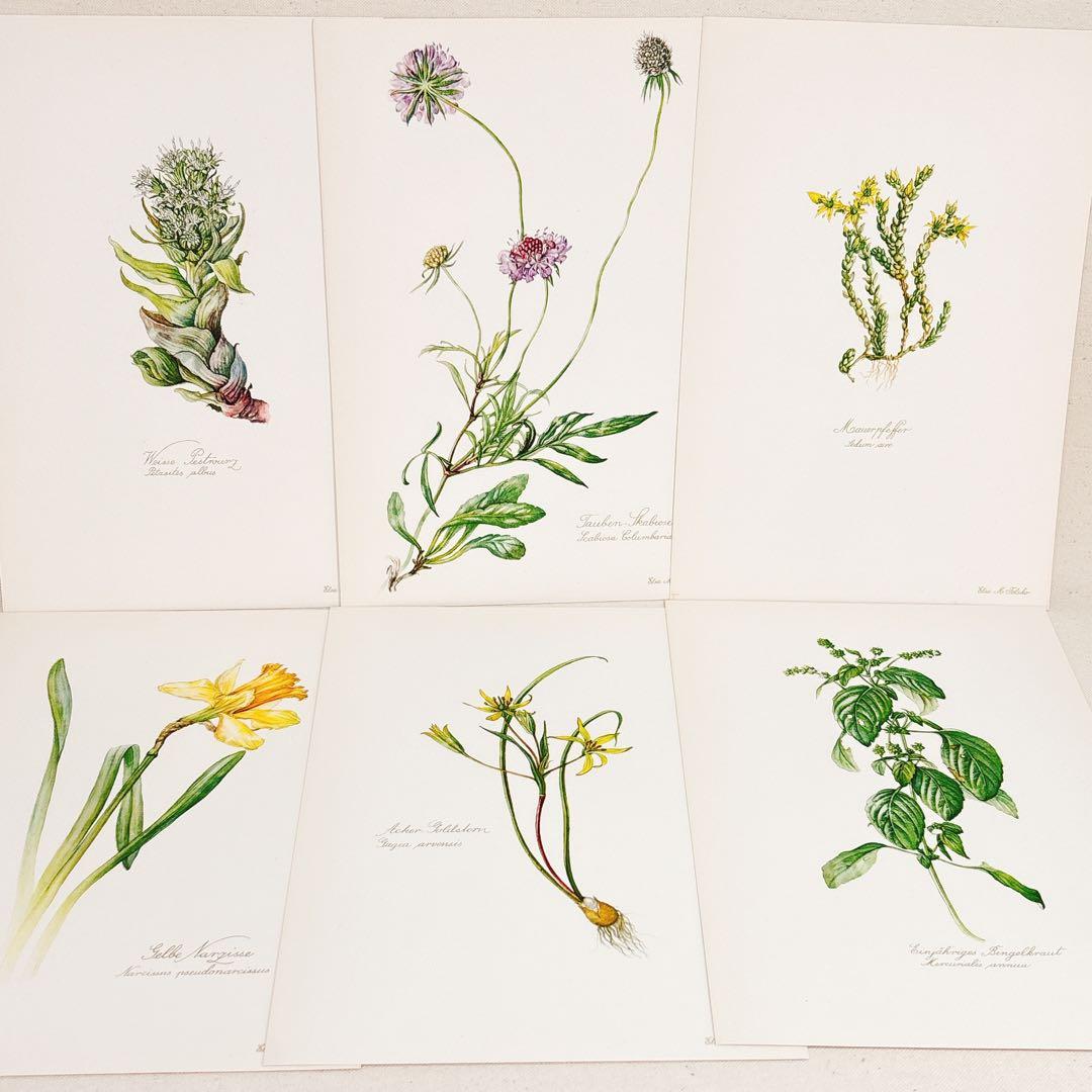 ⑩ 美しい植物画 プレート15枚 1952年 Elsa Felsko