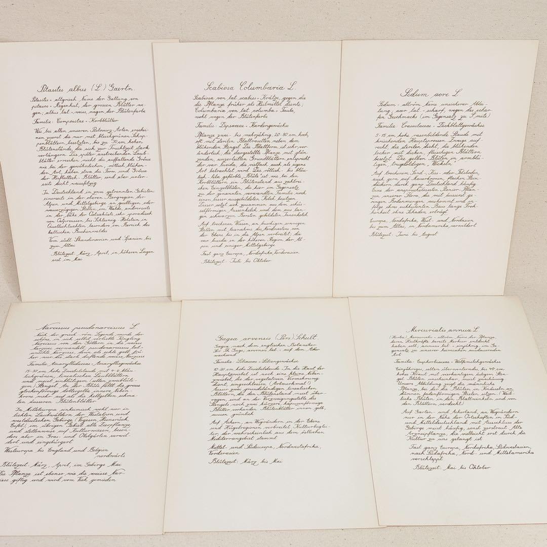 ⑩ 美しい植物画 プレート15枚 1952年 Elsa Felsko