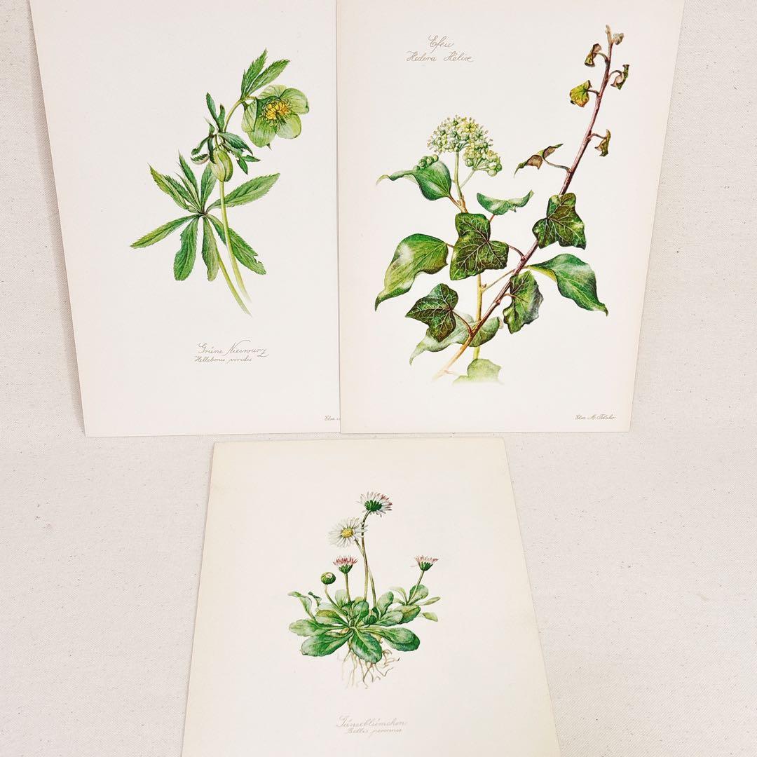 ⑩ 美しい植物画 プレート15枚 1952年 Elsa Felsko