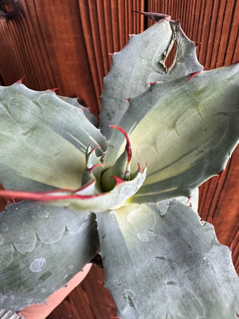 アガベ Agave ovatifolia 'Awakening Angel' 208