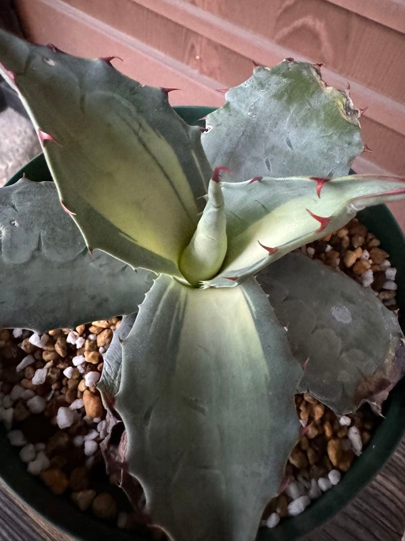 アガベ Agave ovatifolia 'Awakening Angel' 208