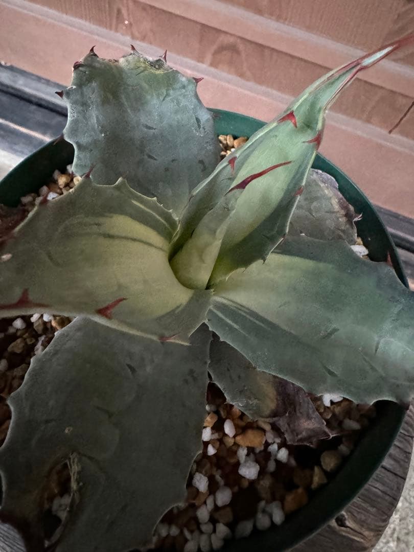 アガベ Agave ovatifolia 'Awakening Angel' 208