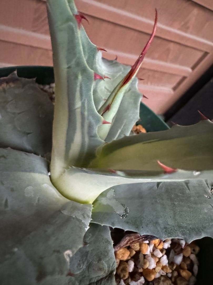 アガベ Agave ovatifolia 'Awakening Angel' 208