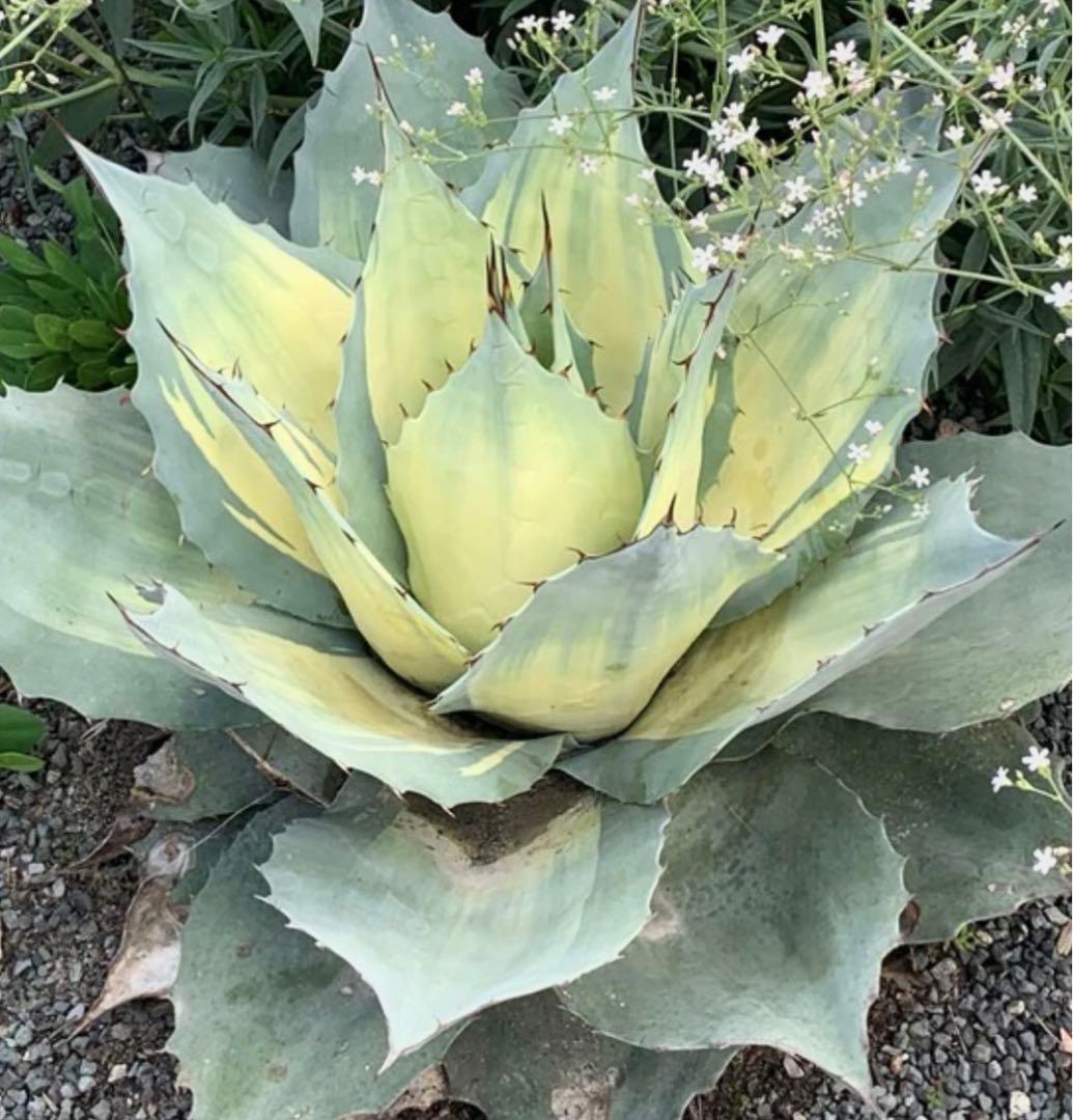 アガベ Agave ovatifolia 'Awakening Angel' 208