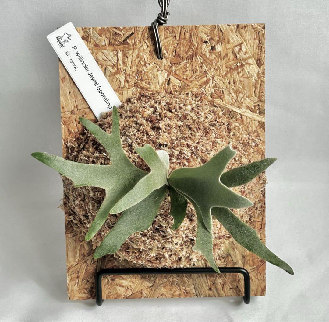 【SALE】P. willinckii Jewel Sporeling【8】