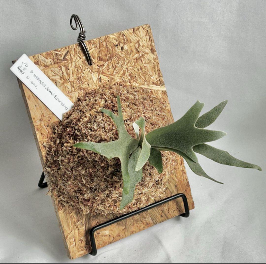 【SALE】P. willinckii Jewel Sporeling【8】