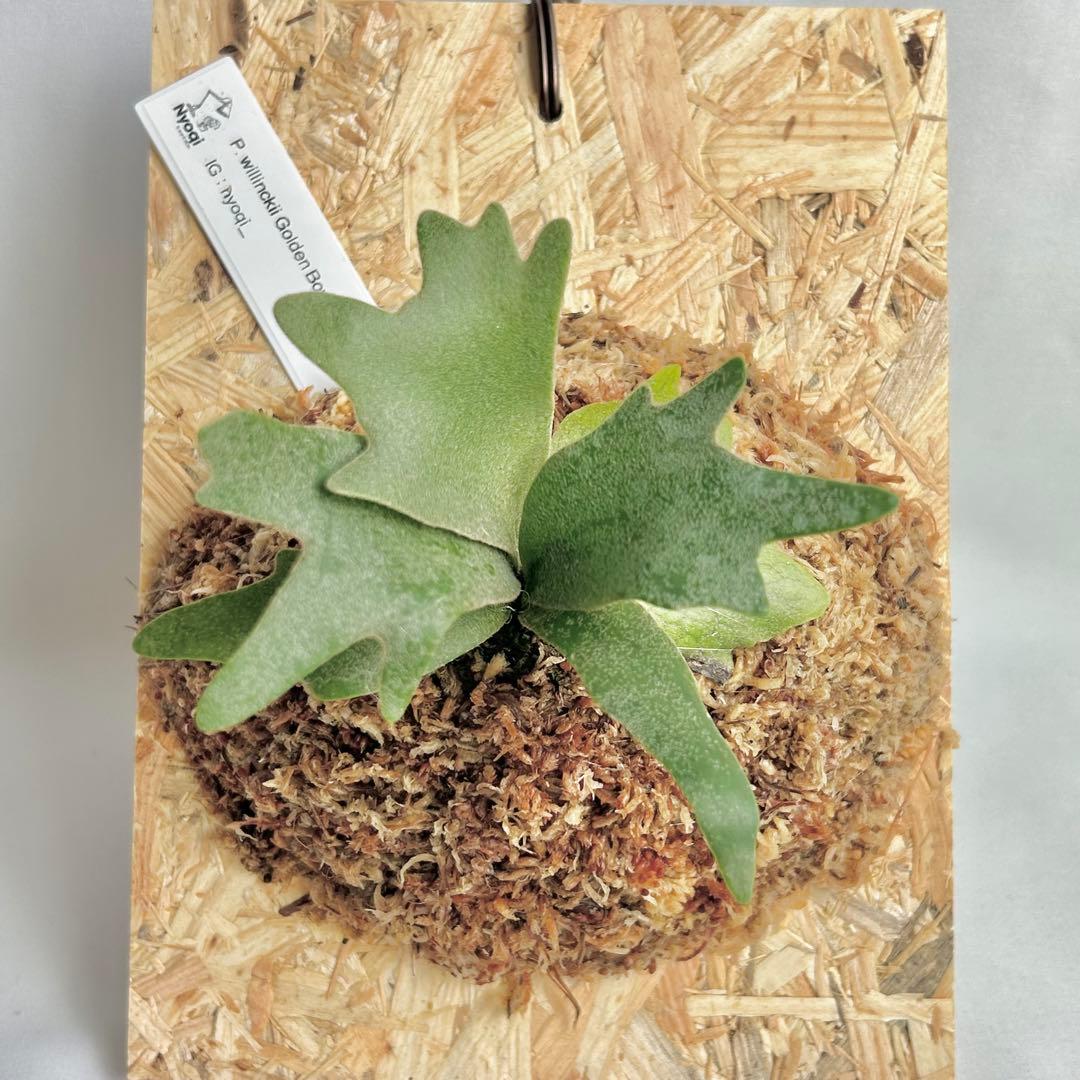 【SALE】P. wilinckii Golden Boy spore【15】