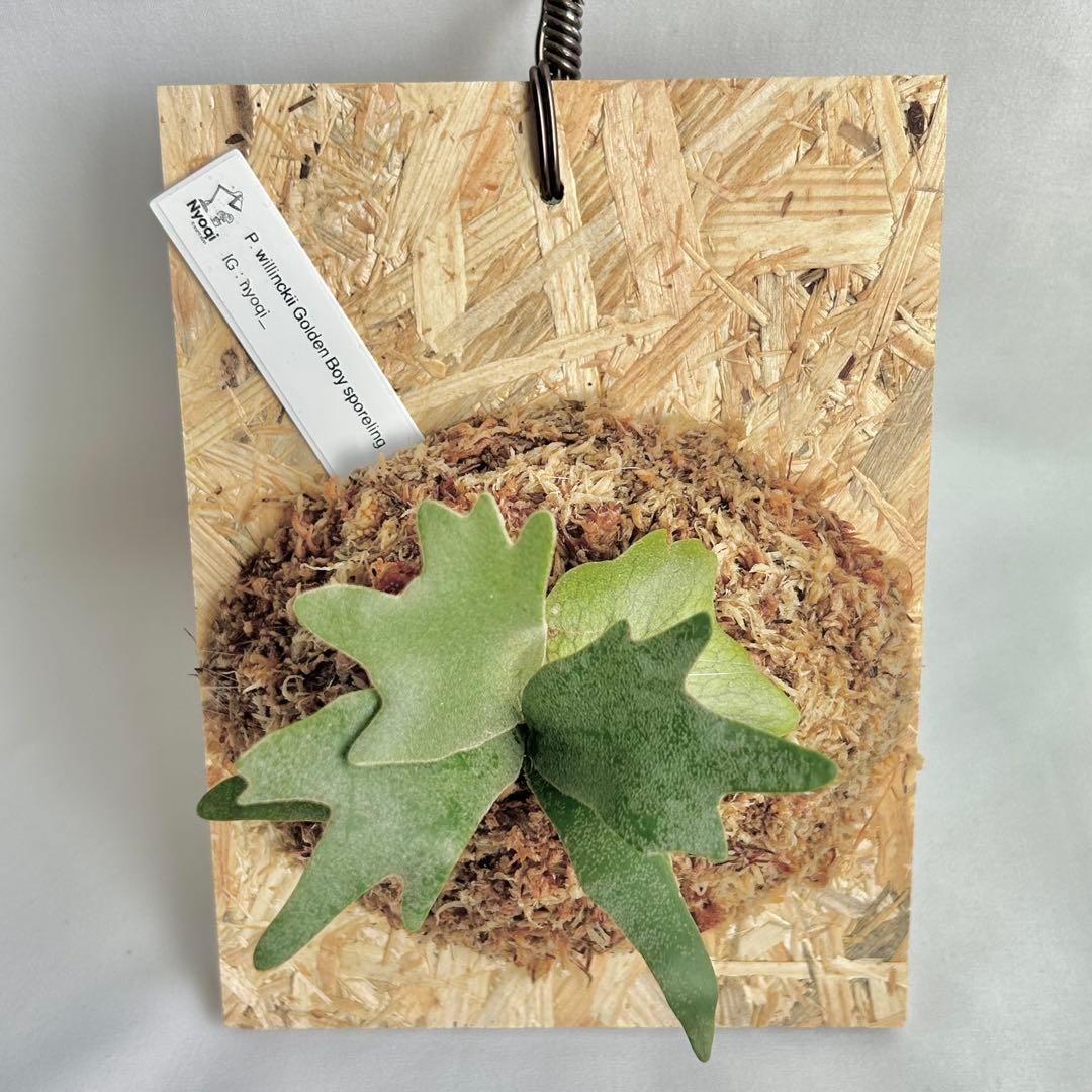 【SALE】P. wilinckii Golden Boy spore【15】