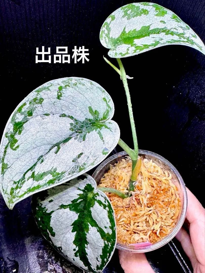 大特価❣️超希少 スキンダプサス　シルバーメタリック　A