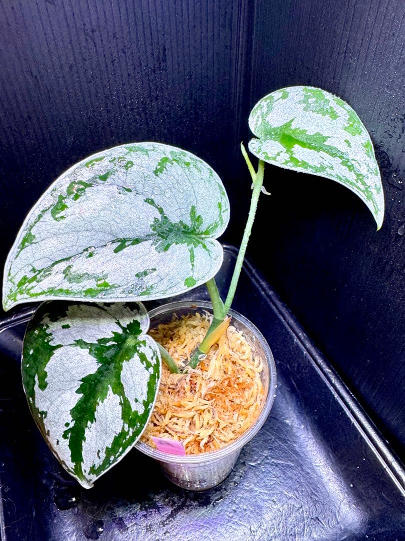 大特価❣️超希少 スキンダプサス　シルバーメタリック　A