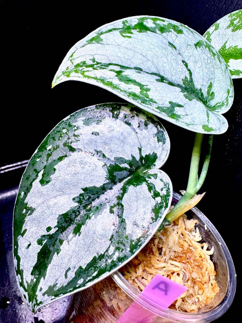 大特価❣️超希少 スキンダプサス　シルバーメタリック　A