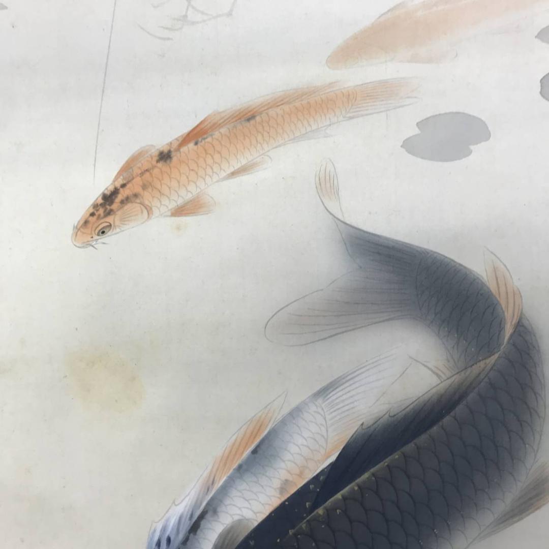 真作/森口白鯰/游鯉図/遊鯉図/鯉図/松鯉図/掛軸/名家伝来AE-387