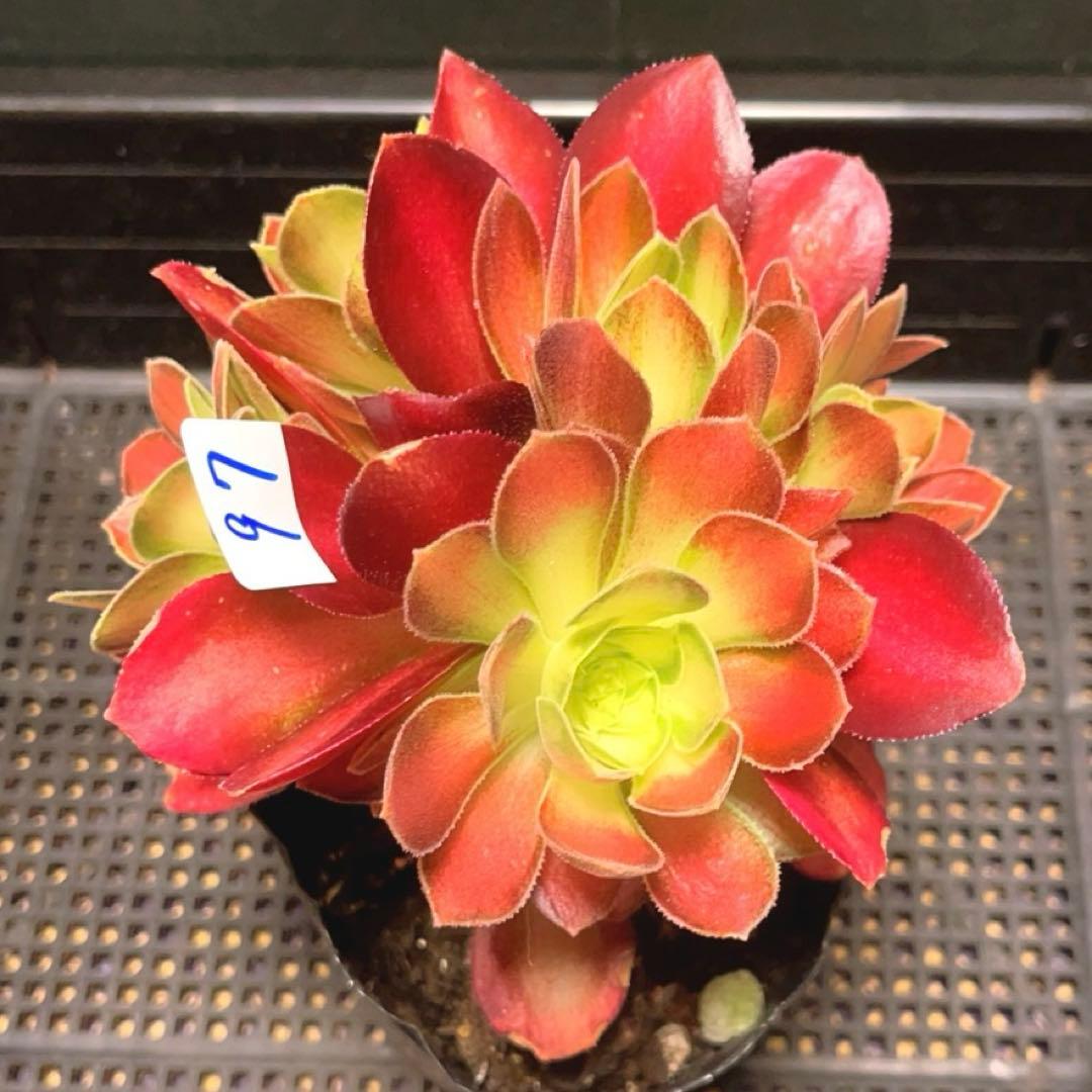 97#多肉植物アエオニウム❤️サラダボール中斑錦❤️6大頭12cm 拔き苗