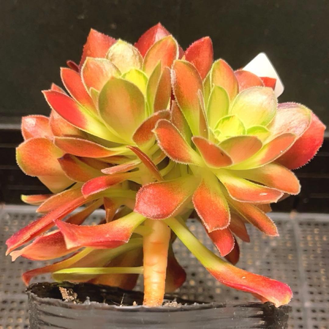 97#多肉植物アエオニウム❤️サラダボール中斑錦❤️6大頭12cm 拔き苗