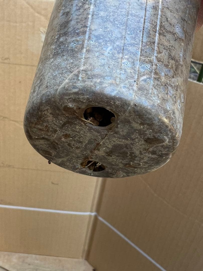 「Rose」切り花品種バラ苗　2点