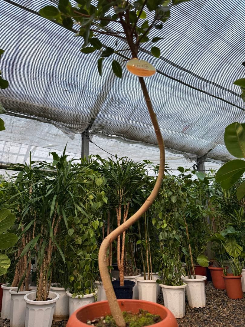 【特級品】フィカス ルビギノーサ(フランスゴムの木) 曲がり 7寸 鉢付き