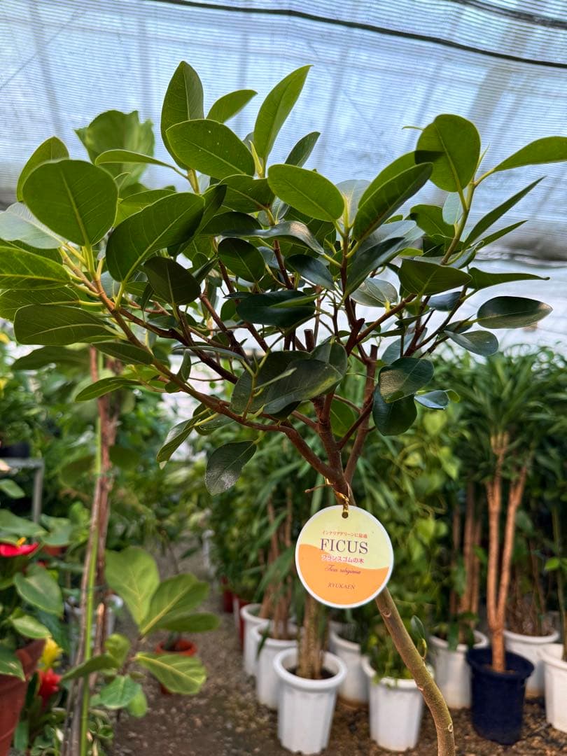 【特級品】フィカス ルビギノーサ(フランスゴムの木) 曲がり 7寸 鉢付き