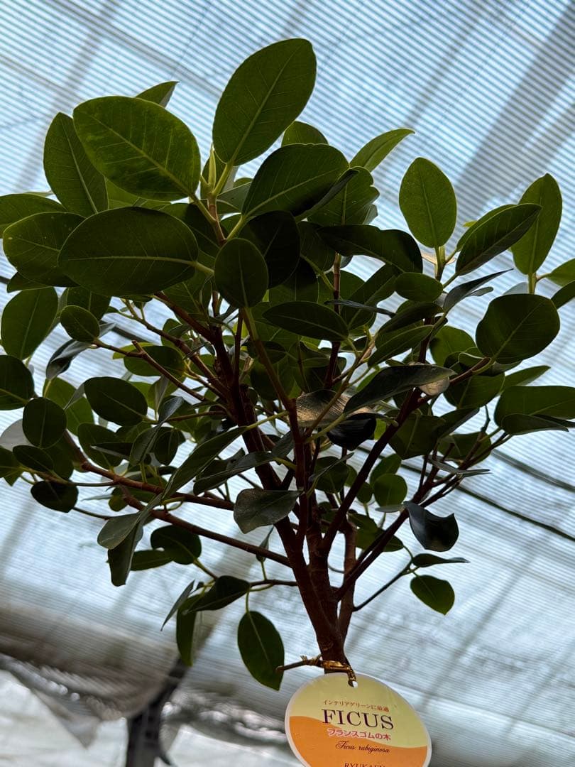 【特級品】フィカス ルビギノーサ(フランスゴムの木) 曲がり 7寸 鉢付き