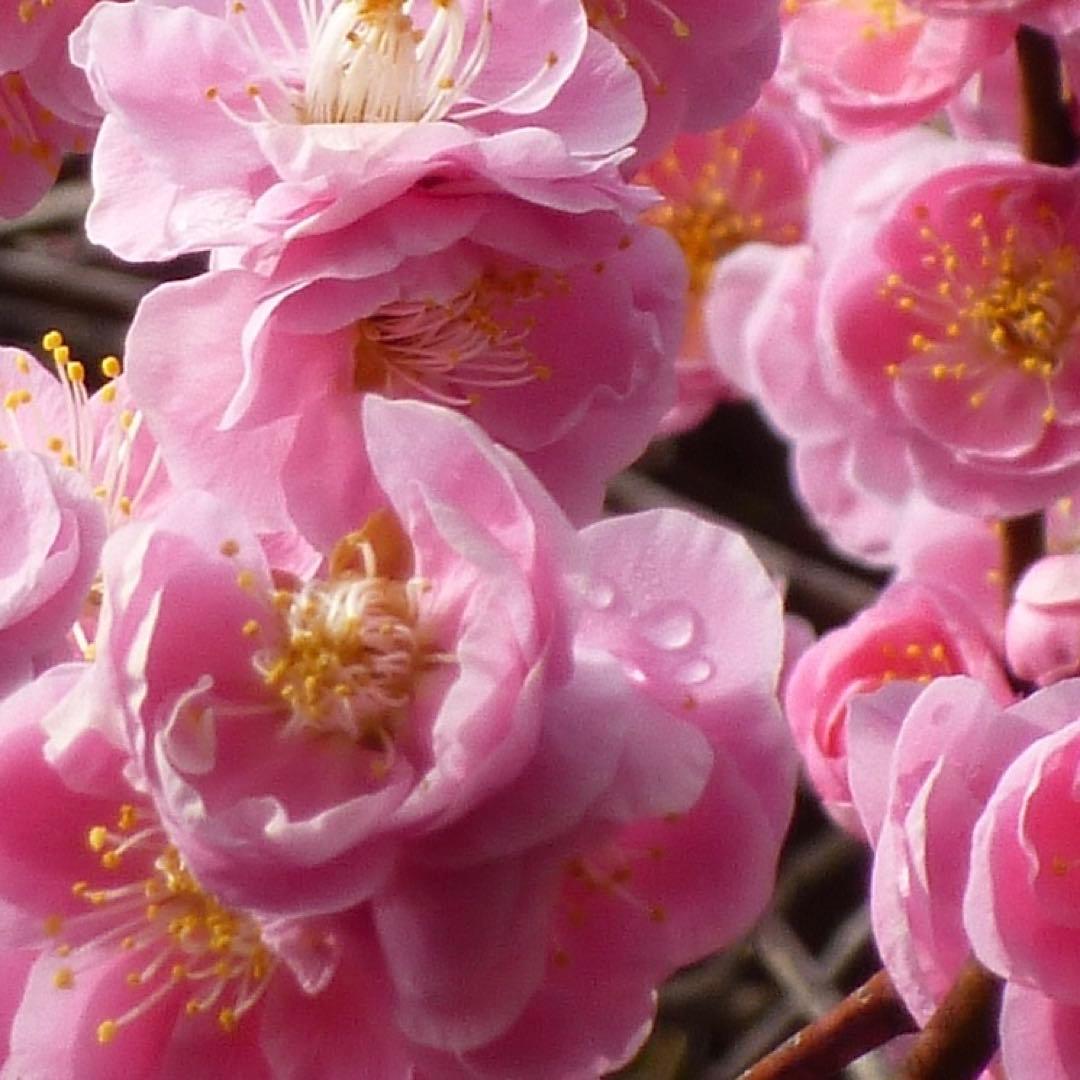 ✨スマホ転送OK✨LUMIX DMC-S2 ピンク❤️美肌撮影