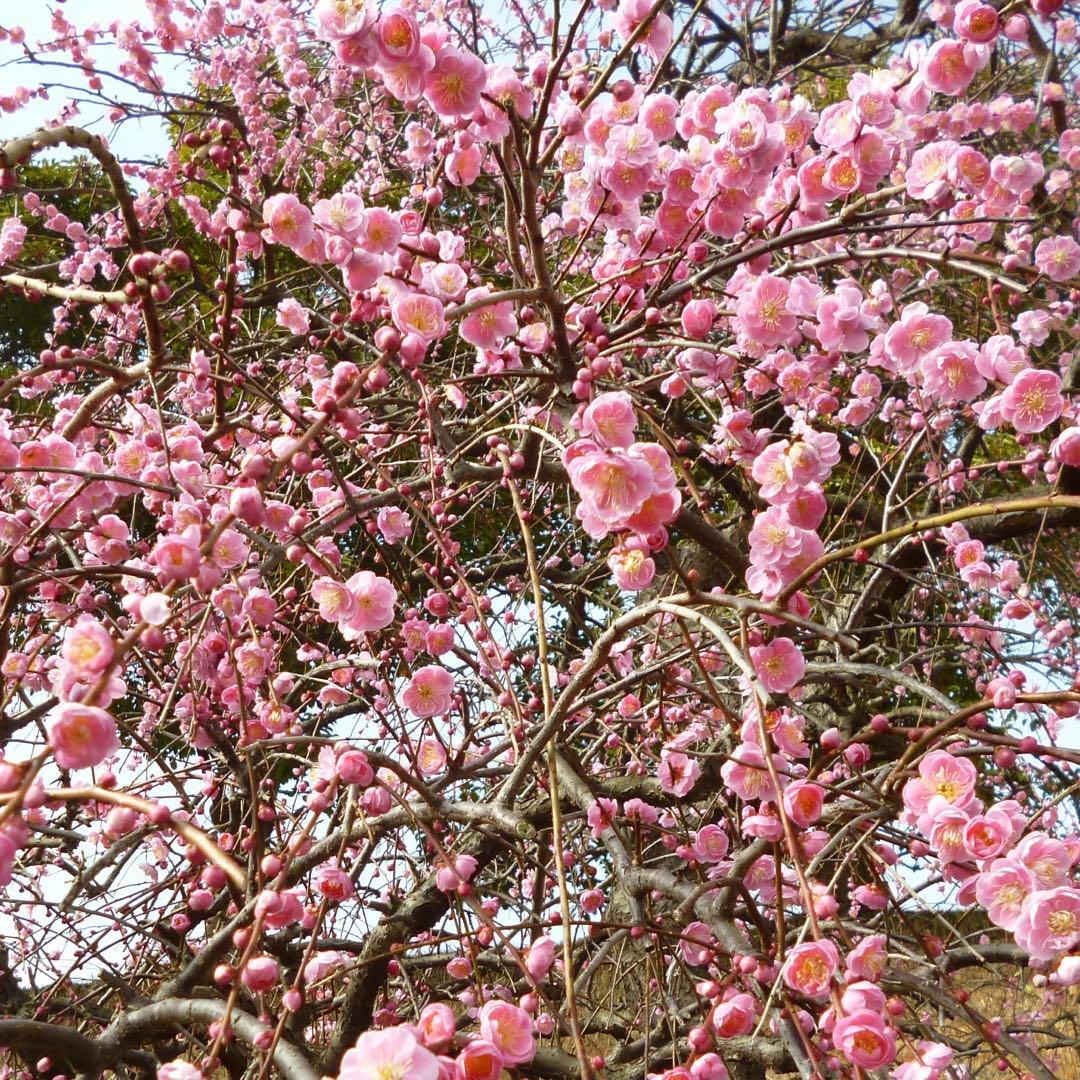 ✨スマホ転送OK✨LUMIX DMC-S2 ピンク❤️美肌撮影