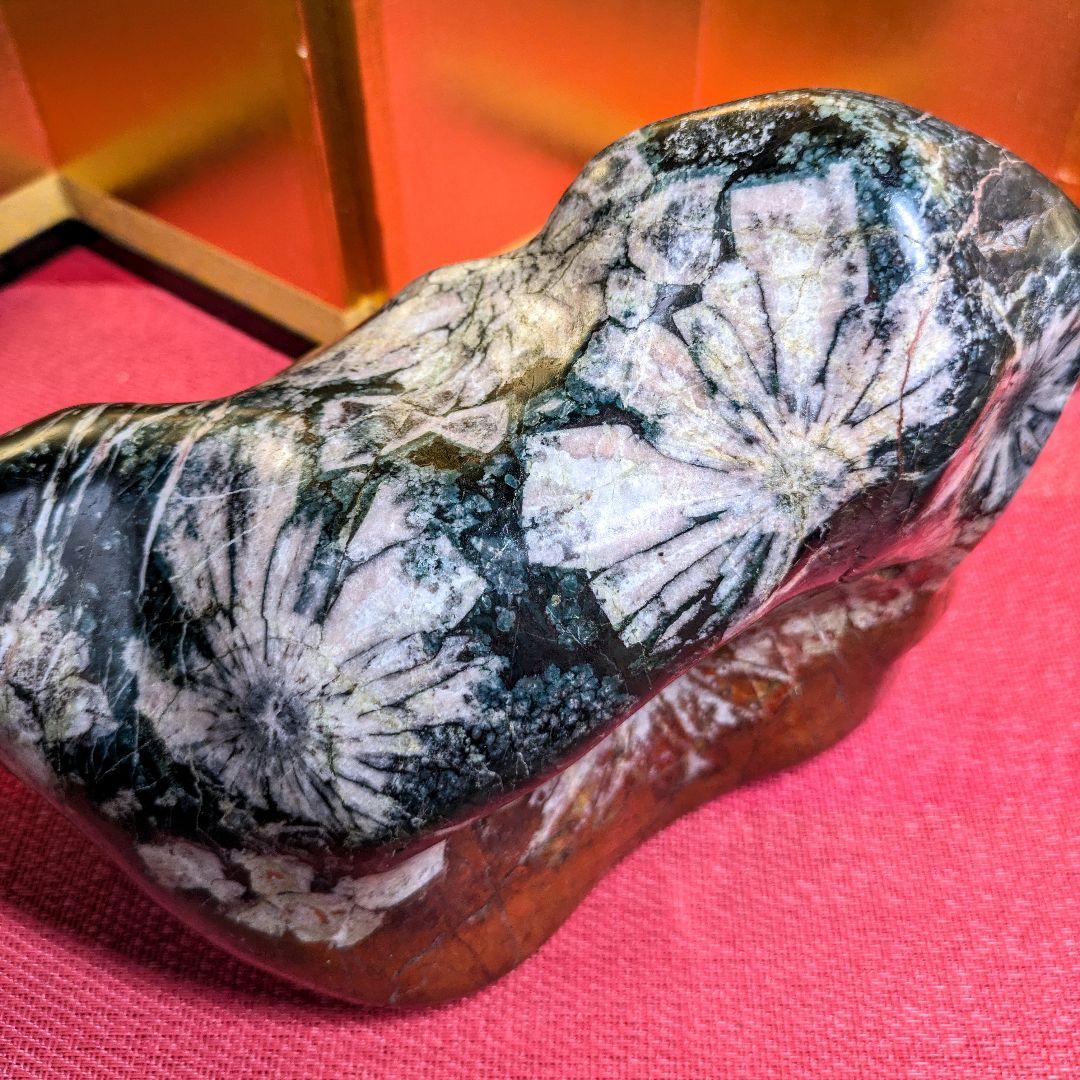 菊花石 岐阜県根尾谷産4.9㌔ 鑑賞石 観賞石 水石 盆石 天然石 三蓋松同種