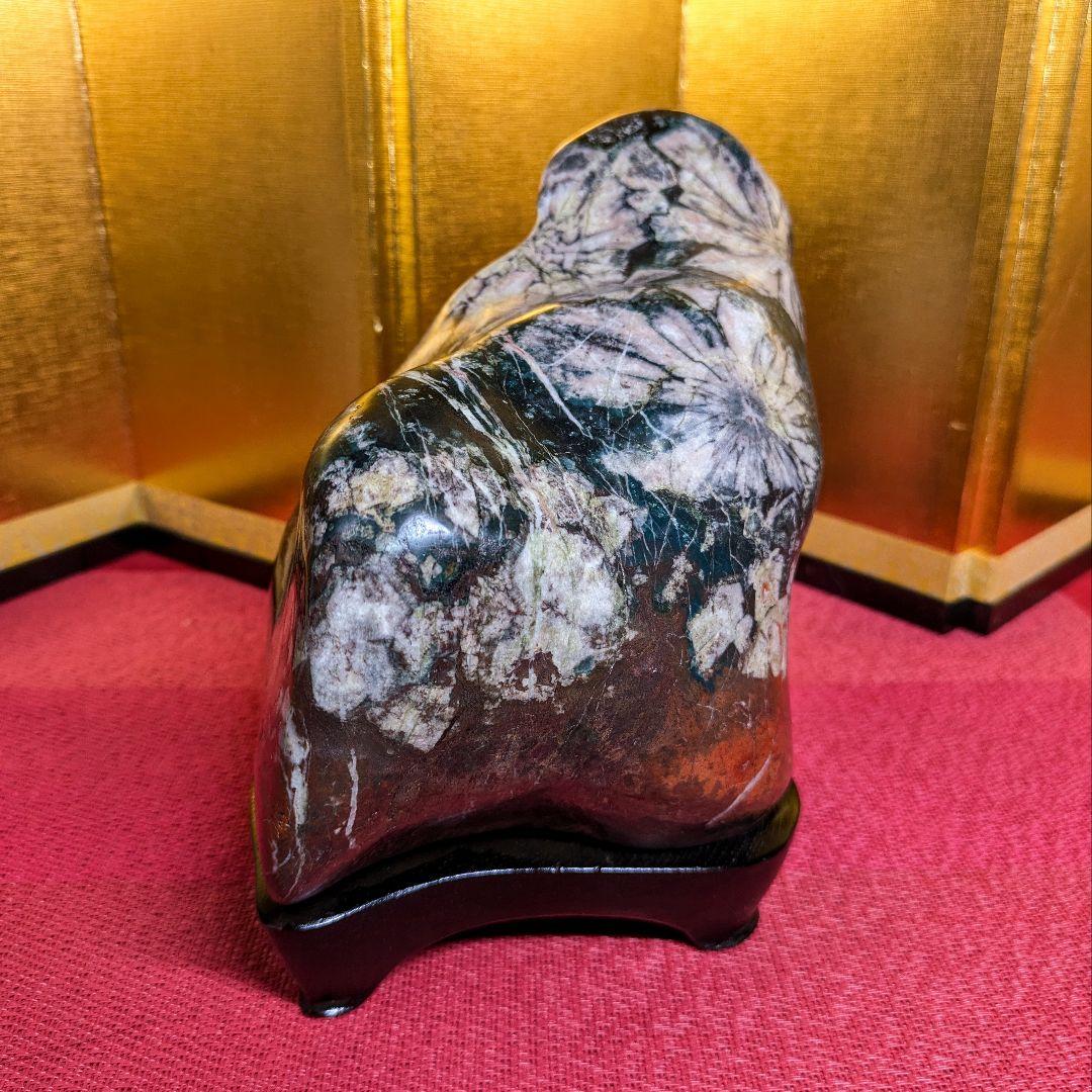 菊花石 岐阜県根尾谷産4.9㌔ 鑑賞石 観賞石 水石 盆石 天然石 三蓋松同種