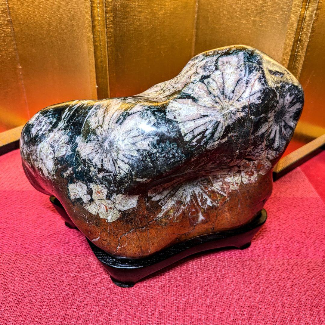 菊花石 岐阜県根尾谷産4.9㌔ 鑑賞石 観賞石 水石 盆石 天然石 三蓋松同種