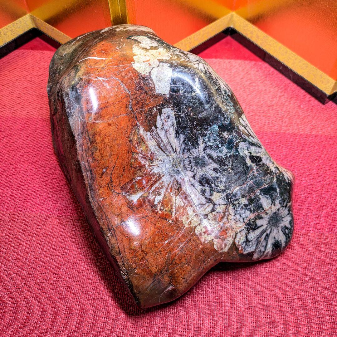 菊花石 岐阜県根尾谷産4.9㌔ 鑑賞石 観賞石 水石 盆石 天然石 三蓋松同種