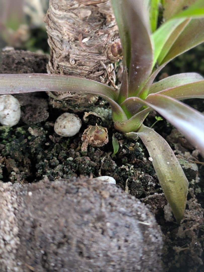 【現品・鉢まま出荷・コンパクトサイズ】ユッカ　デスメティアーナ子株付き