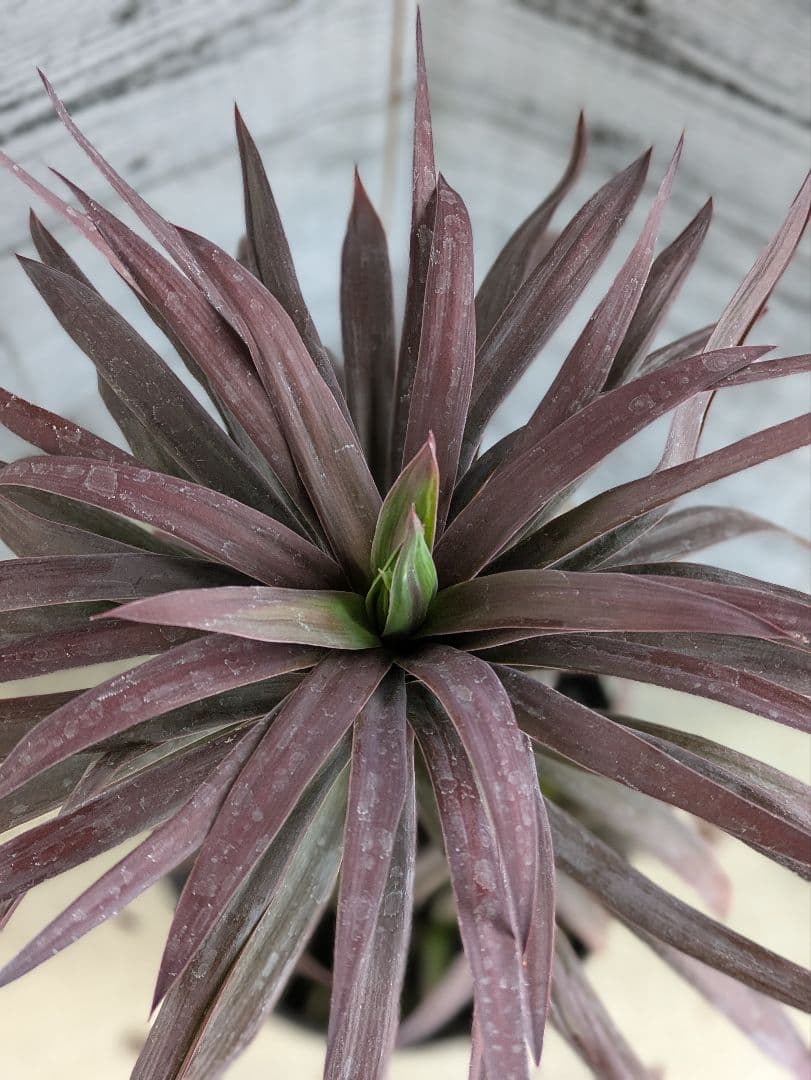 【現品・鉢まま出荷・コンパクトサイズ】ユッカ　デスメティアーナ子株付き