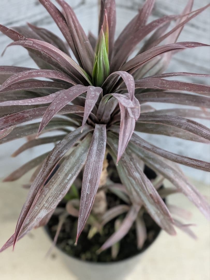 【現品・鉢まま出荷・コンパクトサイズ】ユッカ　デスメティアーナ子株付き