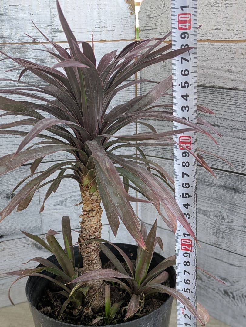 【現品・鉢まま出荷・コンパクトサイズ】ユッカ　デスメティアーナ子株付き