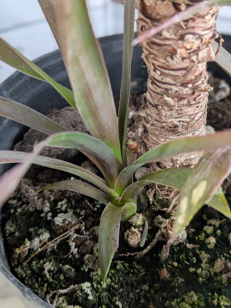 【現品・鉢まま出荷・コンパクトサイズ】ユッカ　デスメティアーナ子株付き