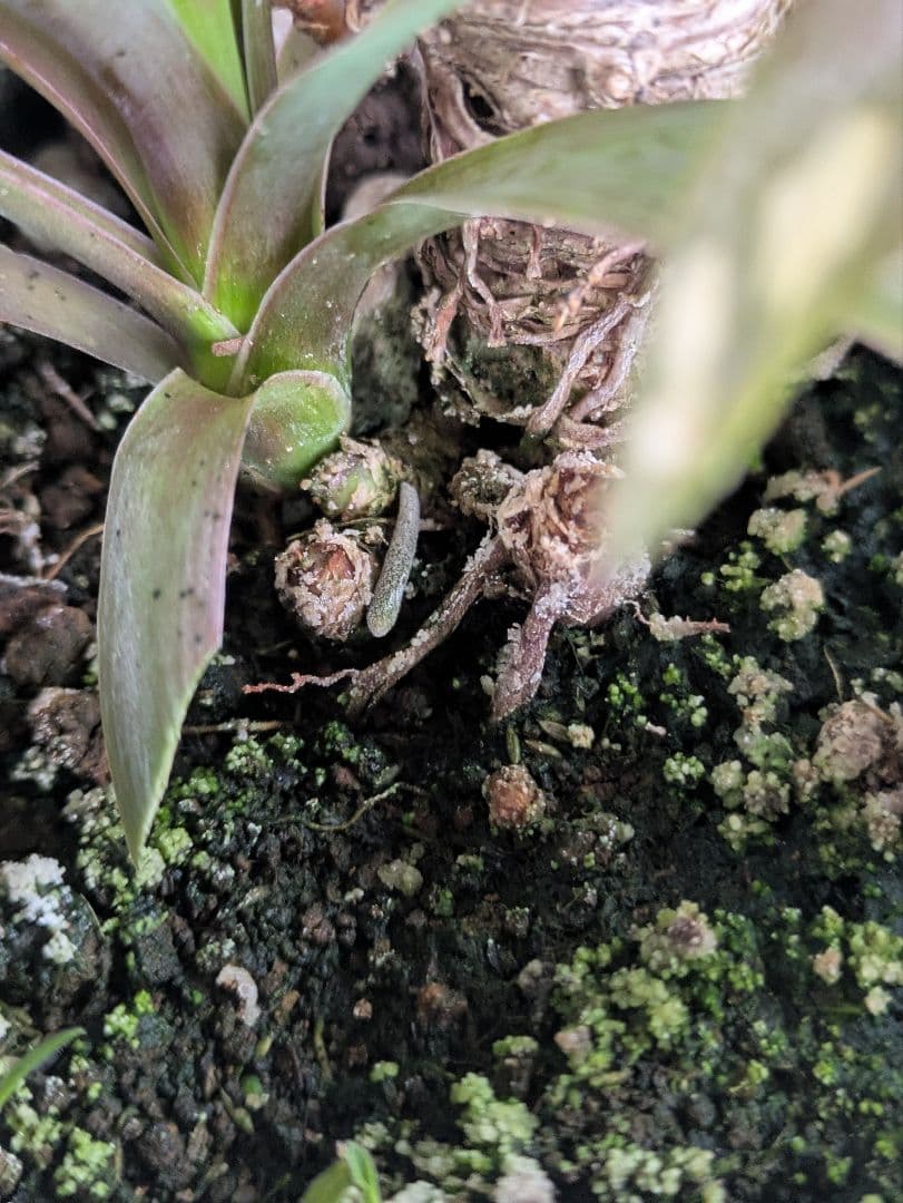 【現品・鉢まま出荷・コンパクトサイズ】ユッカ　デスメティアーナ子株付き