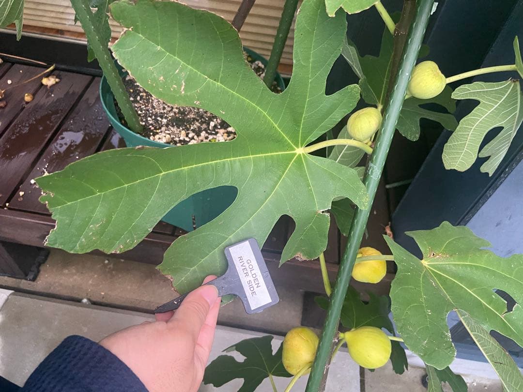 挑戦者募集！極太穂木 7本セット ゴールデンリバーサイド イチジク 結実確認済