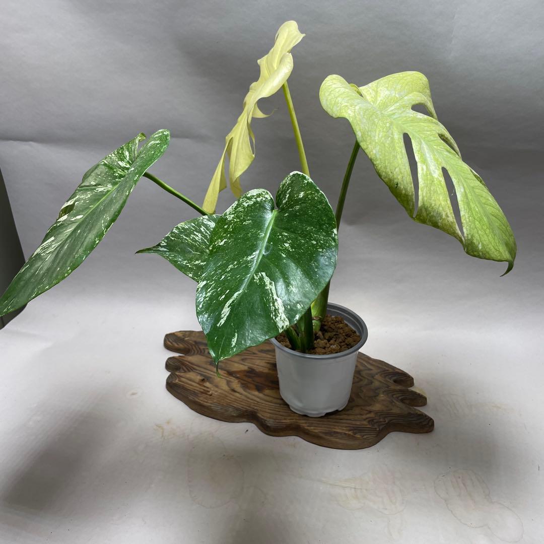 ゆ*き様 Q123 ホワイトモンスター 天津蘭 モンステラ斑入り