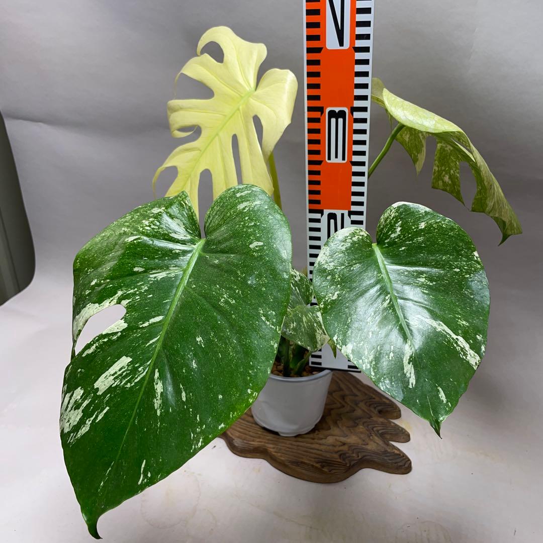 ゆ*き様 Q123 ホワイトモンスター 天津蘭 モンステラ斑入り