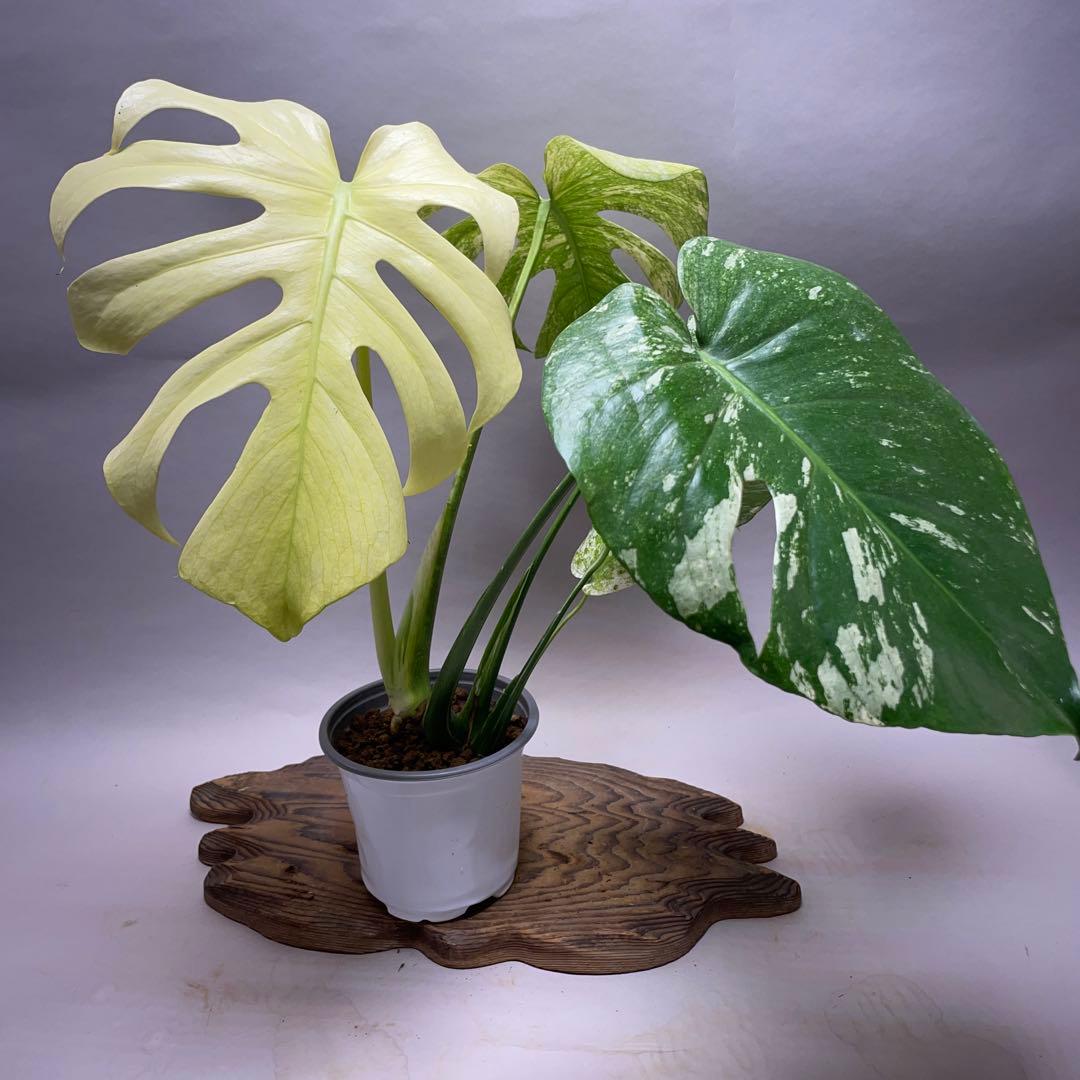 ゆ*き様 Q123 ホワイトモンスター 天津蘭 モンステラ斑入り