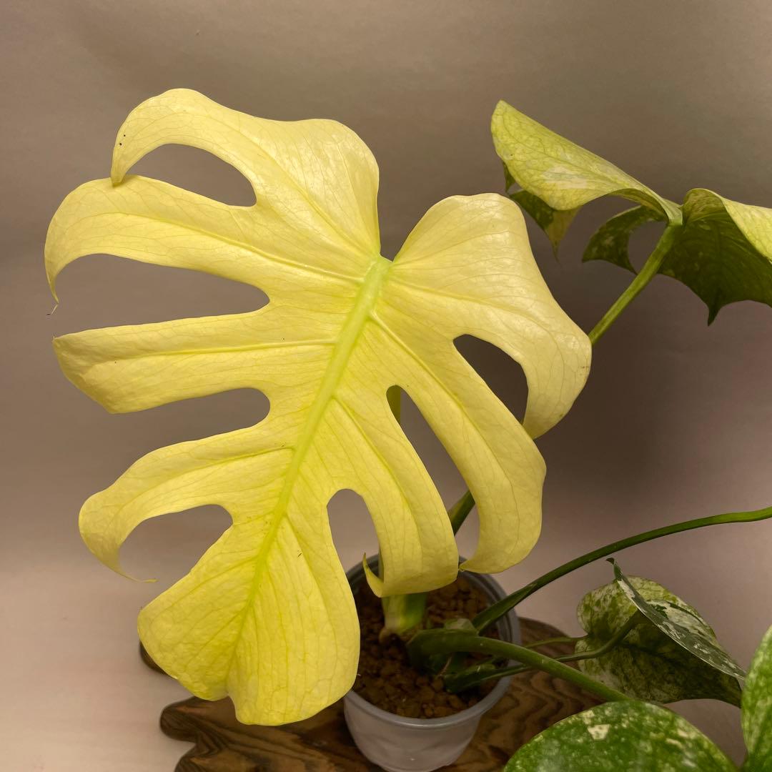 ゆ*き様 Q123 ホワイトモンスター 天津蘭 モンステラ斑入り