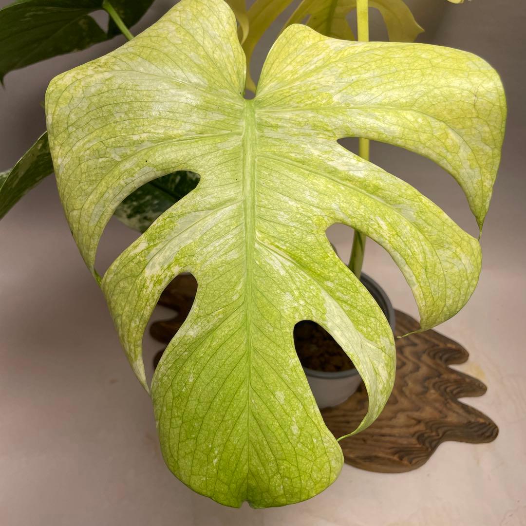 ゆ*き様 Q123 ホワイトモンスター 天津蘭 モンステラ斑入り