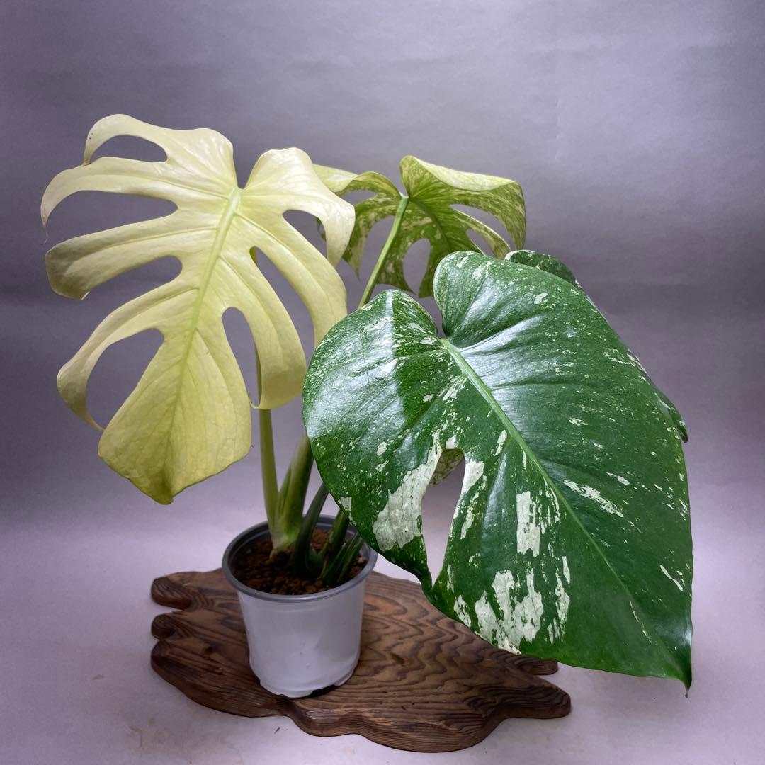 ゆ*き様 Q123 ホワイトモンスター 天津蘭 モンステラ斑入り