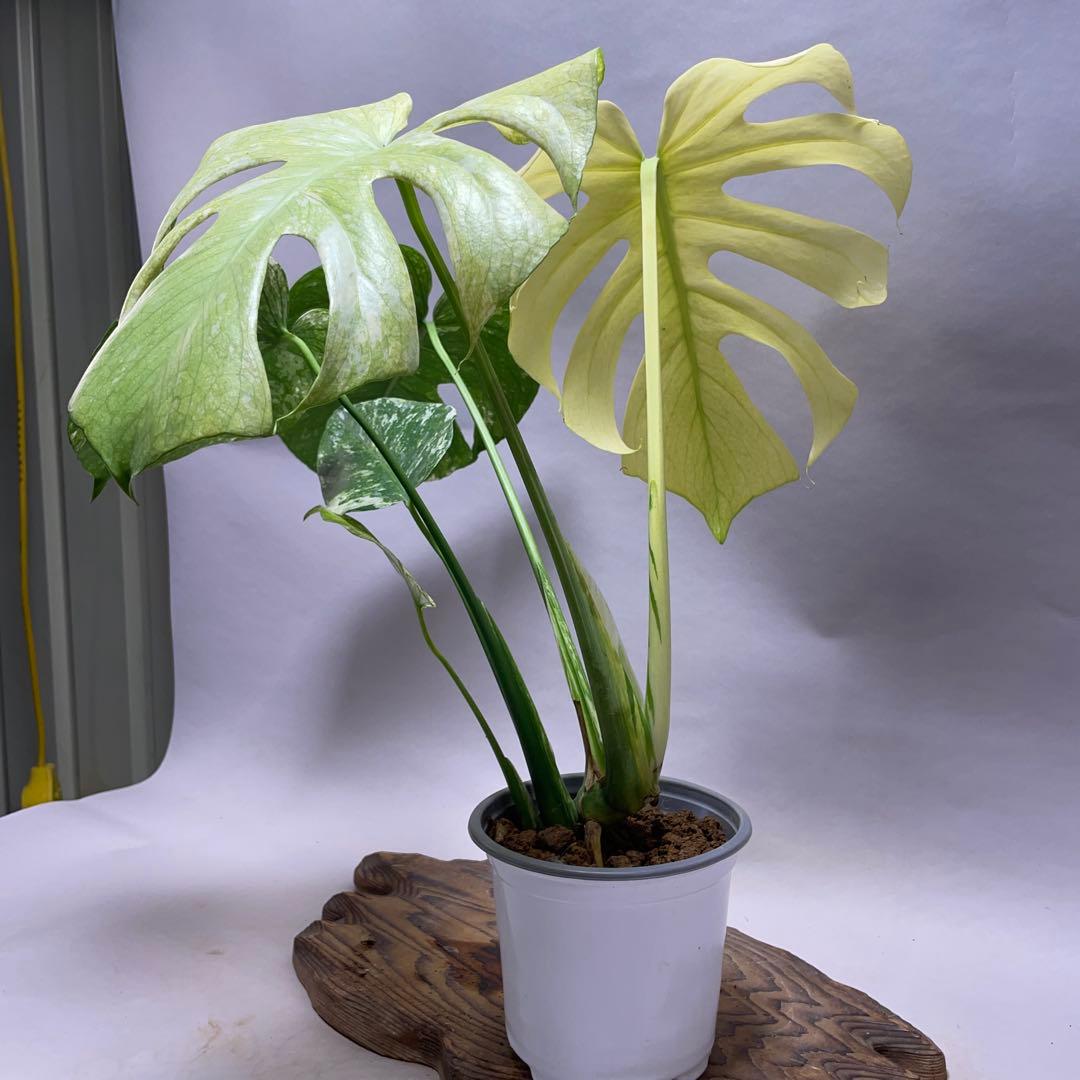 ゆ*き様 Q123 ホワイトモンスター 天津蘭 モンステラ斑入り