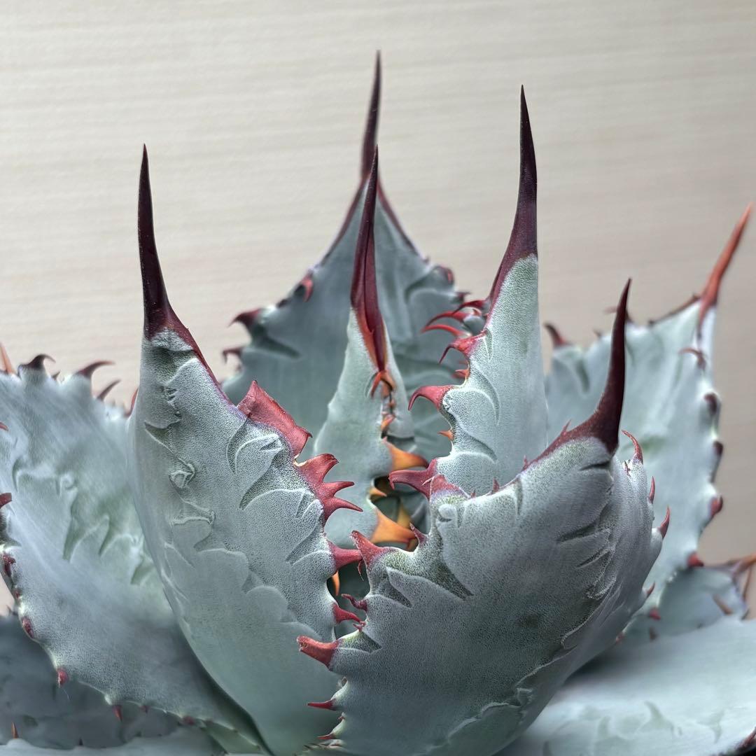 アガベ ハイブリッド 激怒甲蟹×屈原の舞扇 子株